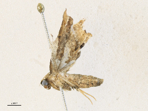  ( - CBG-A30960-D02)  @11 [ ] CreativeCommons - Attribution Share - Alike (2024) CBG Photography Group Centre for Biodiversity Genomics