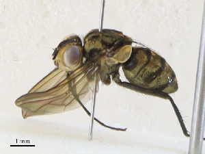  ( - CBG-A30979-C03)  @11 [ ] CreativeCommons - Attribution Share - Alike (2024) CBG Photography Group Centre for Biodiversity Genomics