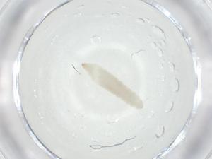  ( - CBG-A31089-D09)  @11 [ ] CreativeCommons - Attribution Share - Alike (2024) Centre for Biodiversity Genomics Centre for Biodiversity Genomics