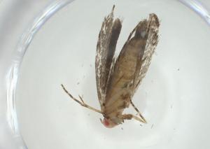  ( - CBG-A31097-C03)  @11 [ ] CreativeCommons - Attribution Share - Alike (2024) Centre for Biodiversity Genomics Centre for Biodiversity Genomics