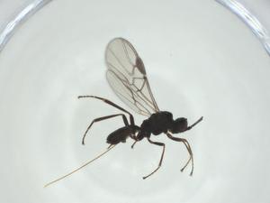  (Eubazus Malaise5092 - CBG-A31097-D09)  @11 [ ] CreativeCommons - Attribution Share - Alike (2024) Centre for Biodiversity Genomics Centre for Biodiversity Genomics