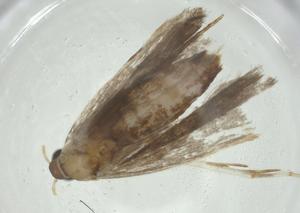  ( - CBG-A31356-F05)  @11 [ ] CreativeCommons - Attribution Share - Alike (2024) Centre for Biodiversity Genomics Centre for Biodiversity Genomics