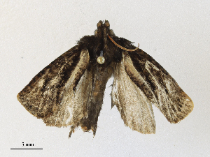  ( - CBG-A30990-B04)  @11 [ ] CreativeCommons - Attribution Share - Alike (2024) CBG Photography Group Centre for Biodiversity Genomics