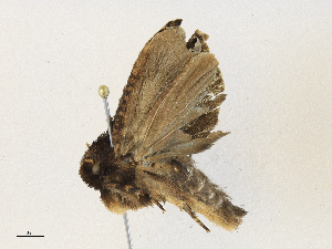  ( - CBG-A30990-D02)  @11 [ ] CreativeCommons - Attribution Share - Alike (2024) CBG Photography Group Centre for Biodiversity Genomics