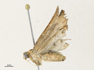  ( - CBG-A30991-E06)  @11 [ ] CreativeCommons - Attribution Share - Alike (2024) CBG Photography Group Centre for Biodiversity Genomics