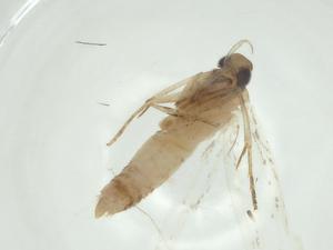  ( - CBG-A31513-B05)  @11 [ ] CreativeCommons - Attribution Share - Alike (2024) Centre for Biodiversity Genomics Centre for Biodiversity Genomics