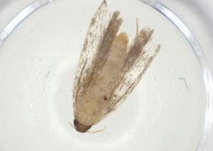  ( - CBG-A31519-F02)  @11 [ ] CreativeCommons - Attribution Share - Alike (2024) Centre for Biodiversity Genomics Centre for Biodiversity Genomics