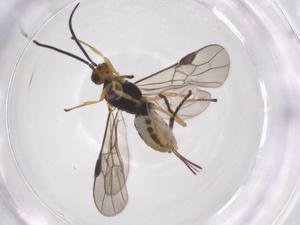  ( - CBG-A56522-H02)  @11 [ ] CreativeCommons - Attribution Share - Alike (2024) Centre for Biodiversity Genomics Centre for Biodiversity Genomics