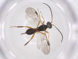  ( - CBG-A56530-G02)  @11 [ ] CreativeCommons - Attribution Share - Alike (2024) Centre for Biodiversity Genomics Centre for Biodiversity Genomics