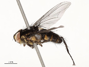  ( - CBG-A51968-E12)  @11 [ ] CreativeCommons - Attribution Share - Alike (2024) CBG Photography Group Centre for Biodiversity Genomics