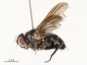  ( - CBG-A54484-B11)  @11 [ ] CreativeCommons - Attribution Share - Alike (2024) CBG Photography Group Centre for Biodiversity Genomics