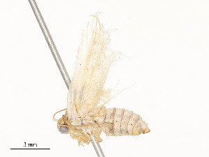  (Sparganothina BioLep7865 - CBG-A54484-C07)  @11 [ ] CreativeCommons - Attribution Share - Alike (2024) CBG Photography Group Centre for Biodiversity Genomics