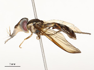  (Rhinoprosopa - CBG-A54484-E03)  @11 [ ] CreativeCommons - Attribution Share - Alike (2024) CBG Photography Group Centre for Biodiversity Genomics