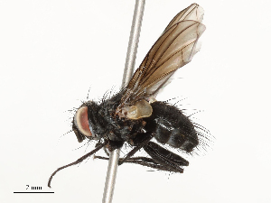  ( - CBG-A54494-B05)  @11 [ ] CreativeCommons - Attribution Share - Alike (2024) CBG Photography Group Centre for Biodiversity Genomics