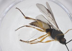  ( - CBG-A55857-F03)  @11 [ ] CreativeCommons - Attribution Share - Alike (2024) Centre for Biodiversity Genomics Centre for Biodiversity Genomics