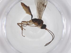  ( - CBG-A55859-D04)  @11 [ ] CreativeCommons - Attribution Share - Alike (2024) Centre for Biodiversity Genomics Centre for Biodiversity Genomics