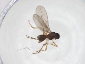  ( - CBG-A56535-C08)  @11 [ ] CreativeCommons - Attribution Share - Alike (2024) Centre for Biodiversity Genomics Centre for Biodiversity Genomics