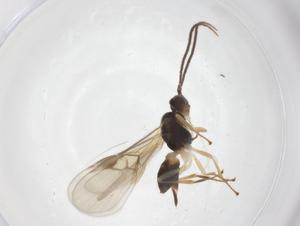  ( - CBG-A56538-A08)  @11 [ ] CreativeCommons - Attribution Share - Alike (2024) Centre for Biodiversity Genomics Centre for Biodiversity Genomics