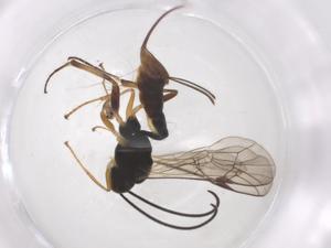  (Enytus Malaise6539 - CBG-A56539-A01)  @11 [ ] CreativeCommons - Attribution Share - Alike (2024) Centre for Biodiversity Genomics Centre for Biodiversity Genomics