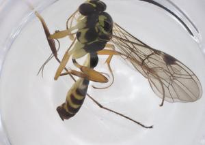  ( - CBG-A56549-C08)  @11 [ ] CreativeCommons - Attribution Share - Alike (2024) Centre for Biodiversity Genomics Centre for Biodiversity Genomics