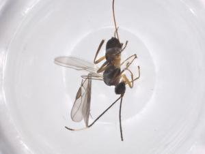  ( - CBG-A56554-G11)  @11 [ ] CreativeCommons - Attribution Share - Alike (2024) Centre for Biodiversity Genomics Centre for Biodiversity Genomics