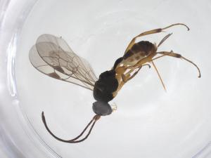  ( - CBG-A57994-C12)  @11 [ ] CreativeCommons - Attribution Share - Alike (2024) Centre for Biodiversity Genomics Centre for Biodiversity Genomics