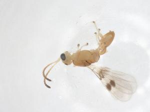  ( - CBG-A56557-G07)  @11 [ ] CreativeCommons - Attribution Share - Alike (2024) Centre for Biodiversity Genomics Centre for Biodiversity Genomics