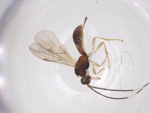  ( - CBG-A56558-H02)  @11 [ ] CreativeCommons - Attribution Share - Alike (2024) Centre for Biodiversity Genomics Centre for Biodiversity Genomics