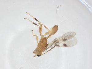  ( - CBG-A58004-C03)  @11 [ ] CreativeCommons - Attribution Share - Alike (2024) Centre for Biodiversity Genomics Centre for Biodiversity Genomics