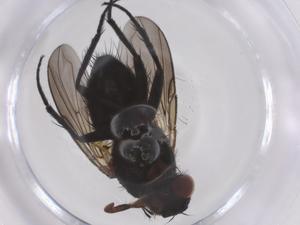  ( - CBG-A58008-C11)  @11 [ ] CreativeCommons - Attribution Share - Alike (2024) Centre for Biodiversity Genomics Centre for Biodiversity Genomics