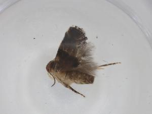  ( - CBG-A36555-B07)  @11 [ ] CreativeCommons - Attribution Share - Alike (2024) Centre for Biodiversity Genomics Centre for Biodiversity Genomics