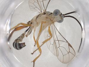  ( - CBG-A36616-D09)  @11 [ ] CreativeCommons - Attribution Share - Alike (2024) Centre for Biodiversity Genomics Centre for Biodiversity Genomics