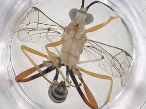  ( - CBG-A36624-H07)  @11 [ ] CreativeCommons - Attribution Share - Alike (2024) Centre for Biodiversity Genomics Centre for Biodiversity Genomics