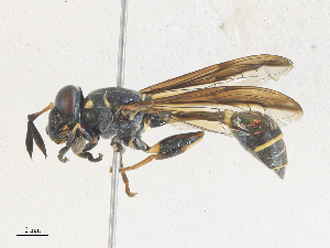  ( - CBG-A36777-F01)  @11 [ ] CreativeCommons - Attribution Share - Alike (2024) CBG Photography Group Centre for Biodiversity Genomics