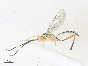  ( - CBG-A36780-F08)  @11 [ ] CreativeCommons - Attribution Share - Alike (2024) CBG Photography Group Centre for Biodiversity Genomics