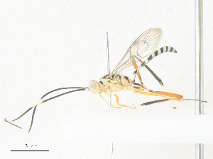  ( - CBG-A36781-A08)  @11 [ ] CreativeCommons - Attribution Share - Alike (2024) CBG Photography Group Centre for Biodiversity Genomics