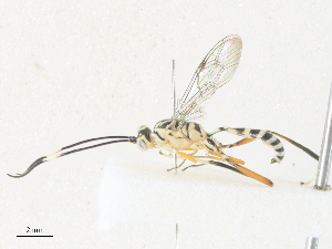  ( - CBG-A36781-C05)  @11 [ ] CreativeCommons - Attribution Share - Alike (2024) CBG Photography Group Centre for Biodiversity Genomics