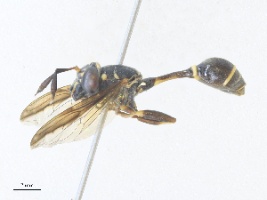  ( - CBG-A36781-F12)  @11 [ ] CreativeCommons - Attribution Share - Alike (2024) CBG Photography Group Centre for Biodiversity Genomics