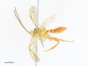  ( - CBG-A36782-C12)  @11 [ ] CreativeCommons - Attribution Share - Alike (2024) CBG Photography Group Centre for Biodiversity Genomics