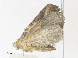  ( - CBG-A36782-F08)  @11 [ ] CreativeCommons - Attribution Share - Alike (2024) CBG Photography Group Centre for Biodiversity Genomics