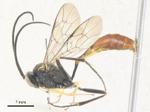  ( - CBG-A36783-C01)  @11 [ ] CreativeCommons - Attribution Share - Alike (2024) CBG Photography Group Centre for Biodiversity Genomics