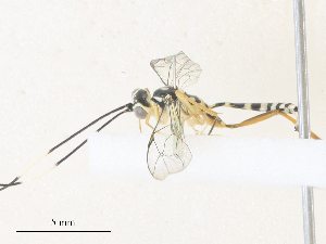  ( - CBG-A36783-G08)  @11 [ ] CreativeCommons - Attribution Share - Alike (2024) CBG Photography Group Centre for Biodiversity Genomics