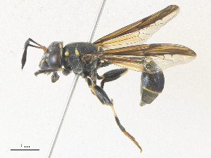  ( - CBG-A36784-A07)  @11 [ ] CreativeCommons - Attribution Share - Alike (2024) CBG Photography Group Centre for Biodiversity Genomics