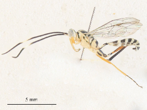  ( - CBG-A36784-E02)  @11 [ ] CreativeCommons - Attribution Share - Alike (2024) CBG Photography Group Centre for Biodiversity Genomics