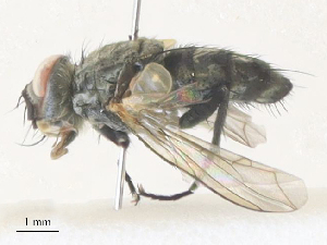  ( - CBG-A36784-G08)  @11 [ ] CreativeCommons - Attribution Share - Alike (2024) CBG Photography Group Centre for Biodiversity Genomics