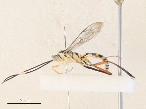  ( - CBG-A36784-H03)  @11 [ ] CreativeCommons - Attribution Share - Alike (2024) CBG Photography Group Centre for Biodiversity Genomics