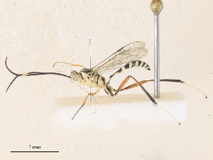  ( - CBG-A36784-H04)  @11 [ ] CreativeCommons - Attribution Share - Alike (2024) CBG Photography Group Centre for Biodiversity Genomics