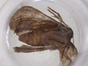  (uraMalaise9148 - CBG-A38682-A05)  @11 [ ] CreativeCommons - Attribution Share - Alike (2024) Centre for Biodiversity Genomics Centre for Biodiversity Genomics