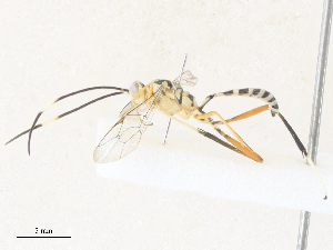  ( - CBG-A40073-B06)  @11 [ ] CreativeCommons - Attribution Share - Alike (2024) CBG Photography Group Centre for Biodiversity Genomics