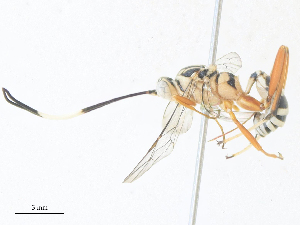  ( - CBG-A40073-D11)  @11 [ ] CreativeCommons - Attribution Share - Alike (2024) CBG Photography Group Centre for Biodiversity Genomics